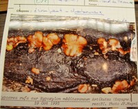 Biscogniauxia mediterranea image