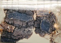 Biscogniauxia mediterranea image