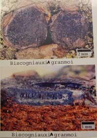 Biscogniauxia granmoi image