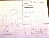 Kretzschmaria zonata image