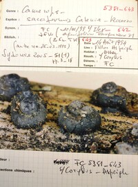 Camarops sacciformis image