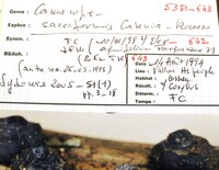 Camarops sacciformis image