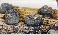 Camarops sacciformis image