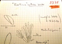 Image of Rosellinia callosa