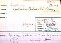 Rosellinia corticium image