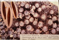 Rosellinia necatrix image