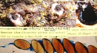 Helicogermslita celastri image