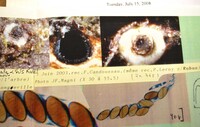 Helicogermslita celastri image