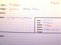 Eutypa lata image