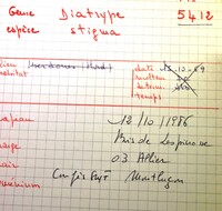 Diatrype stigma image