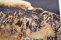 Calosphaeria fagi image