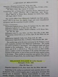 Melanconis juglandis var. tiliae image