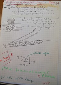 Melanconis juglandis var. tiliae image