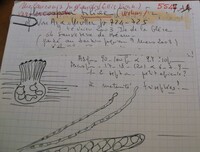 Melanconis juglandis var. tiliae image