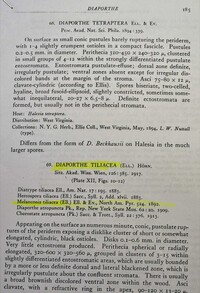 Melanconis juglandis var. tiliae image