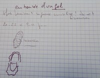 Dothidotthia celtidis image