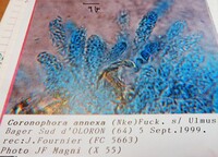 Coronophora annexa image