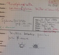 Porosphaerella cordanophora image