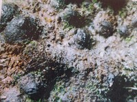 Lojkania separans image