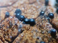 Chaetosphaeria innumera image