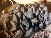 Hysterium pulicare image