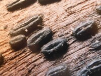 Gloniopsis praelonga image