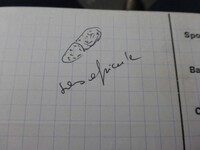 Sphaerostilbella berkeleyana image