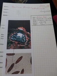 Nectria decora image