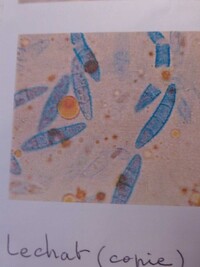 Nectria decora image