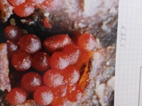 Nectria coccinea image