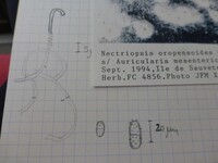 Nectriopsis oropensoides image