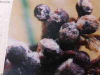 Nectriopsis exigua image