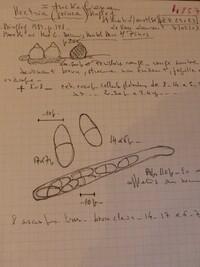 Nectria pinea image