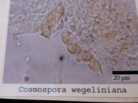 Cosmospora wegeliniana image