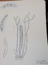 Lasiosphaeria punctata image
