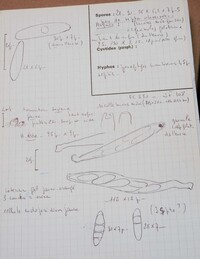 Lasiosphaeria vestita image