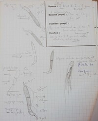 Eosphaeria uliginosa image