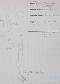 Echinosphaeria canescens image