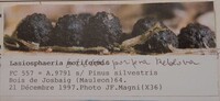 Lasiosphaeria porifera image