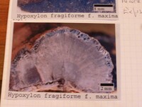 Hypoxylon fragiforme image