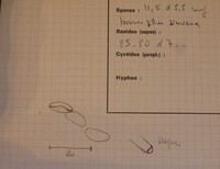 Hypoxylon oodes image