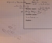 Hypoxylon dumontii image