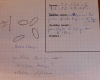 Hypoxylon stygium image