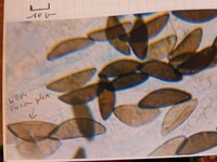 Xylaria polymorpha image