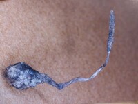 Xylaria filiformis image