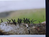 Xylaria arbuscula image