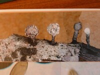 Xylaria squamulosa image
