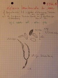 Xylaria squamulosa image