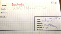 Diatrype stigma image