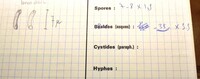 Diatrype stigma image